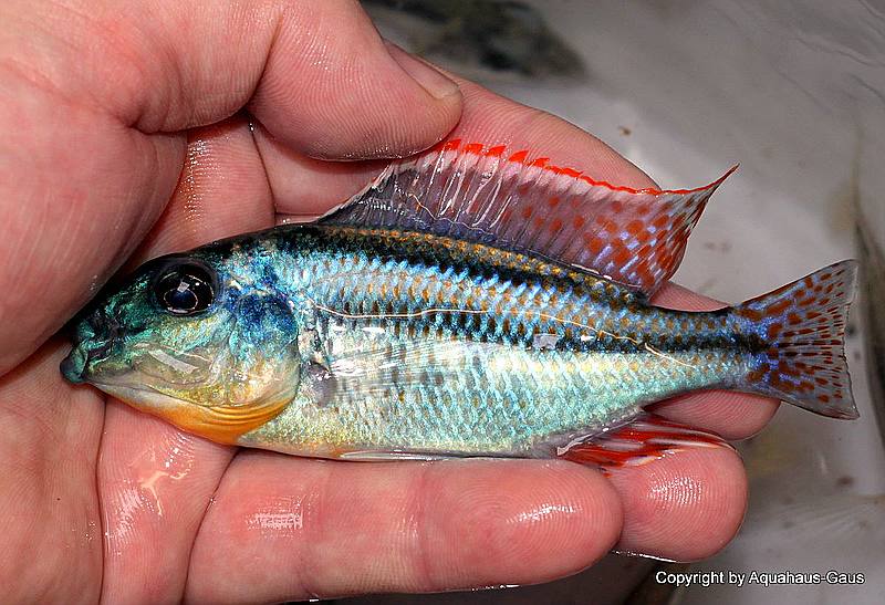 Cheilochromis Buntbarsch Verzeichnis Malawi Guru