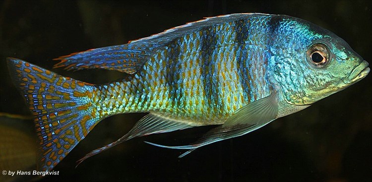 Mylochromis Buntbarsch Verzeichnis Malawi Guru