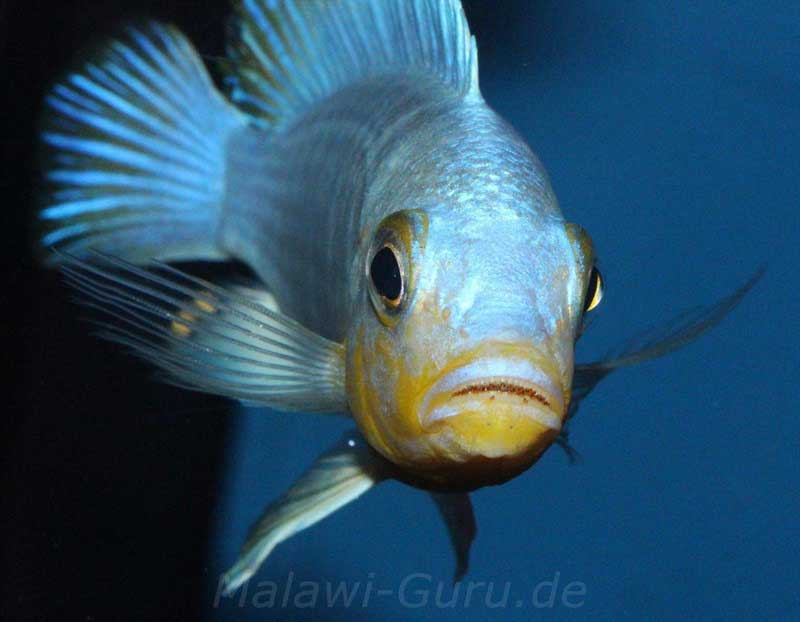 Metriaclima Buntbarsch Verzeichnis Malawi Guru