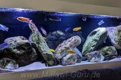 Mbuna-1056-Liter-1