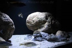 1050-Liter-Nonmbuna-505