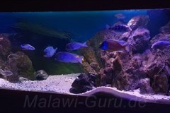 1050-Liter-Übergangszone-Aquarium