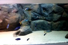 1050-Liter-Nonmbuna-Marcel-Daynnarts-33