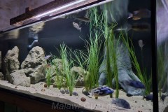 1056-Liter-Sand-Uferzone-Aquarium