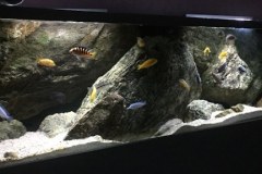 1078-Liter-Mbuna-Felszone-Aquarium