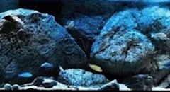 1078-Liter-Mbuna-10