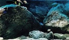 1078-Liter-Mbuna-11