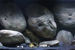 1078-Liter-Sandzone-Nonmbuna-21