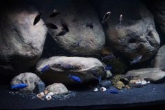 1078-Liter-Sandzone-Nonmbuna-22