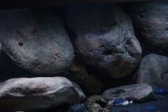 1078-Liter-Sandzone-Nonmbuna-23