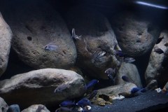 1078-Liter-Sandzone-Nonmbuna-25