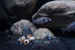 1078-Liter-Sandzone-Nonmbuna-26