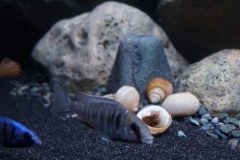 1078-Liter-Sandzone-Nonmbuna-27