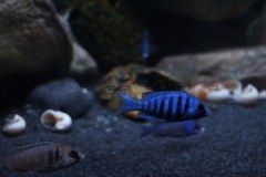 1078-Liter-Sandzone-Nonmbuna-29