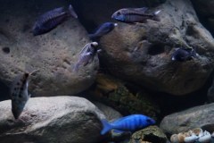 1078-Liter-Sandzone-Nonmbuna-31