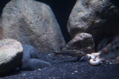 1078-Liter-Sandzone-Nonmbuna-32