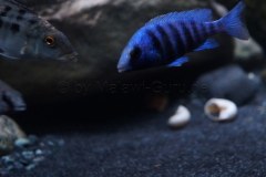 1078-Liter-Sandzone-Nonmbuna-34
