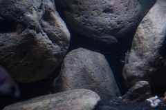 1078-Liter-Sandzone-Nonmbuna-35