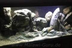 1080 Liter Becken mit Mbuna