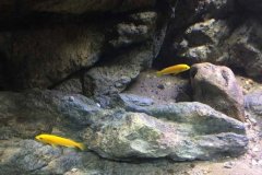 1080-Liter-Mbuna-34
