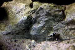 1080-Liter-Mbuna-36