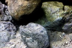 1080-Liter-Mbuna-37