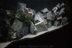 1080-Liter-Mbuna-38
