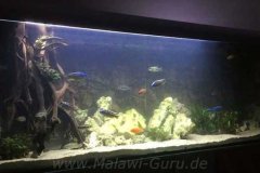 1080-Liter-Mbuna-39