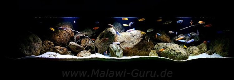 Mbuna-1080-Liter-20