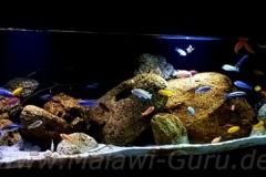 Mbuna-1080-Liter-19