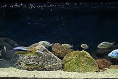1147-Liter-Sandzone-Aquarium