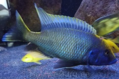 1200 Liter Nonmbuna Aquarium