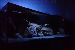 Nonmbuna-Becken-1200-Liter-202