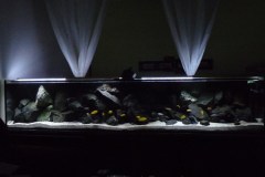 Mbuna-Aquarium/Felszone, 1260 Liter