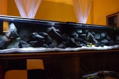 Mbuna-Aquarium/Felszone, 1260 Liter