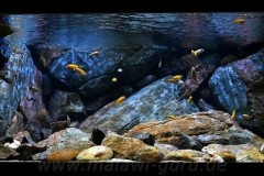 1344-Liter-Mbuna-Uebergangszone-601