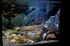 1344-Liter-Mbuna-Uebergangszone-602