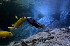 1344-Liter-Mbuna-Uebergangszone-603