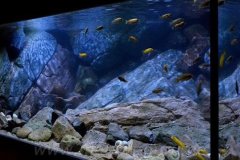 1344-Liter-Mbuna-Uebergangszone-604