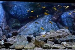 1344-Liter-Mbuna-Uebergangszone-605