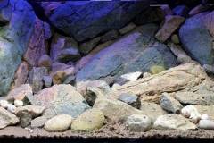 1344-Liter-Mbuna-Uebergangszone-627