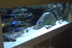 1368 Liter Malawisee Räuberbecken