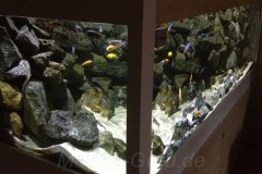 1368 Liter Mbuna Aquarium