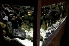 1368-Liter-Fels-Übergangszone-Mbuna-Aquarium