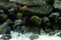 Mbuna-Becken-1368-Liter-151