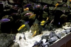Mbuna-Becken-1368-Liter-152
