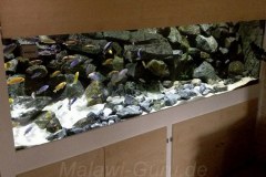 Mbuna-Becken-1368-Liter-153