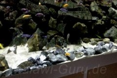 Mbuna-Becken-1368-Liter-154