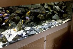 Mbuna-Becken-1368-Liter-155