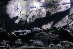 1470-Liter-Mbuna-Becken-Felszone-302